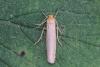 Eilema sp.